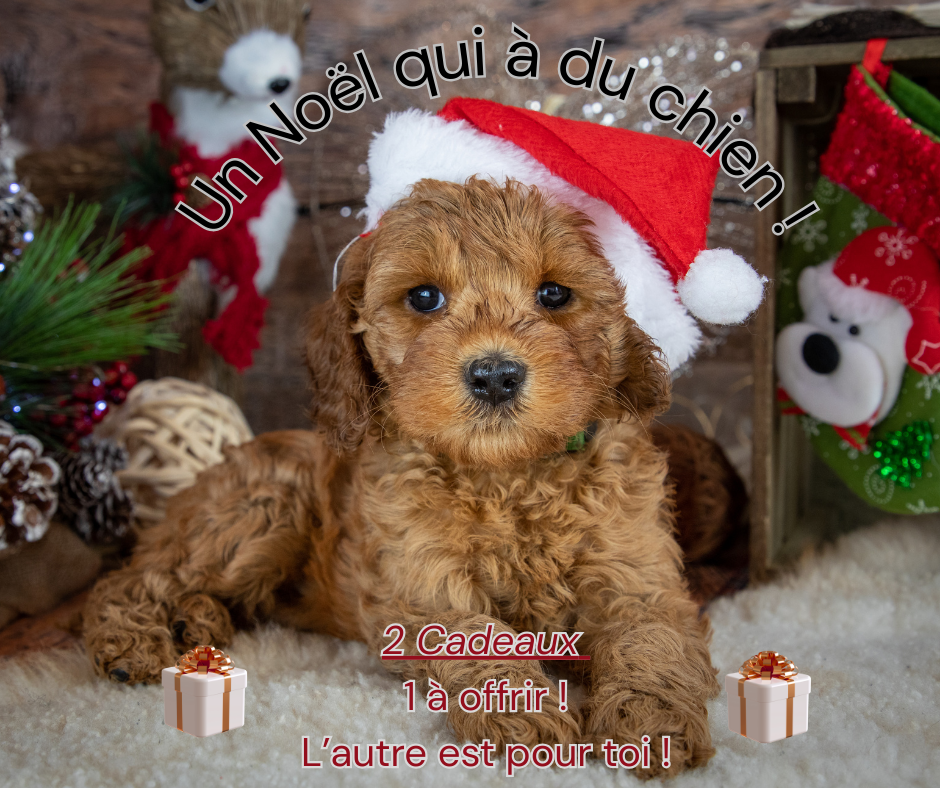 Un Noël qui à du chien !